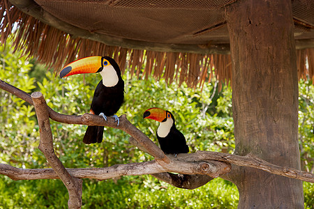 动物园树枝上的巨嘴鸟图片