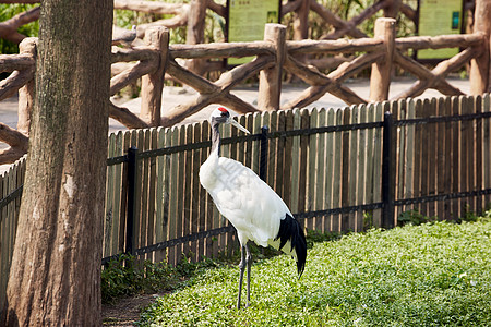 动物园里的丹顶鹤图片