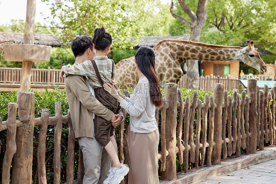 爸妈带女儿动物园观赏长颈鹿背影图片