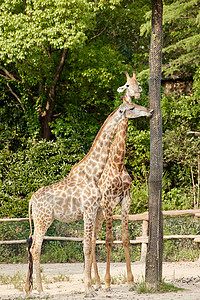 动物园里可爱的长颈鹿图片
