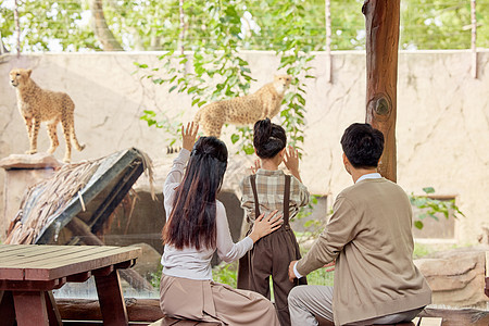 动物园观赏猎豹的幸福家庭背影图片