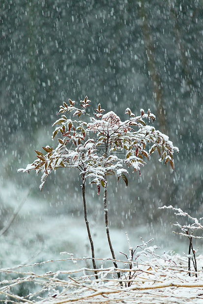 大雪纷飞中孤独的树图片