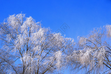蓝天下的冬季树木雾凇图片