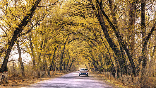 内蒙古公路秋季树木秋色图片