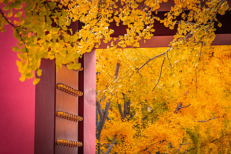 秋天浪漫唯美的红墙古建筑与银杏图片