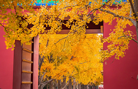 秋天浪漫唯美的红墙古建筑与银杏背景图片