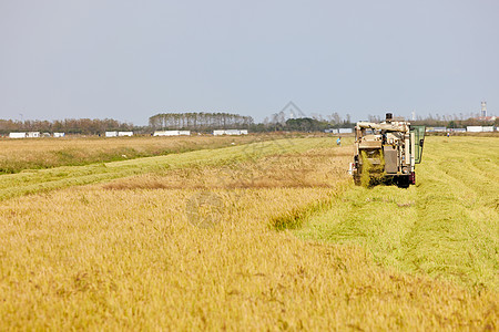 秋天稻田收割小麦机器图片