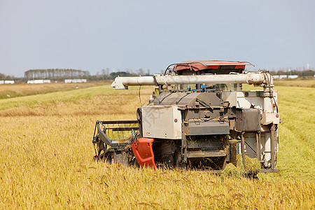 秋天稻田收割机谷物机器图片