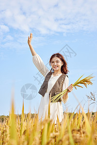 秋季稻田里手拿水稻的青春美女图片