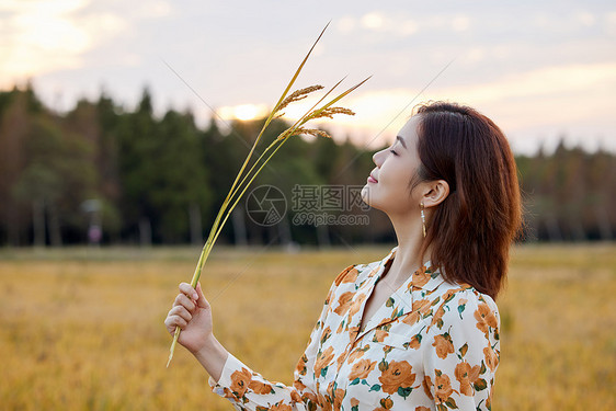 夕阳下稻田里的少女图片