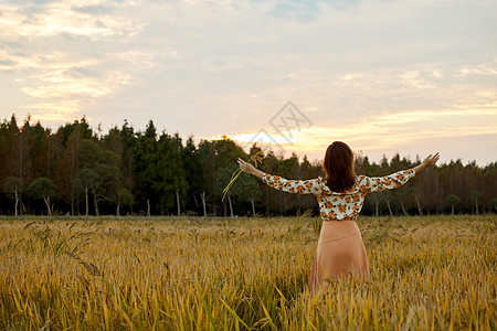 夕阳下的女性背影稻田里的美女张开双手享受自然背影背景