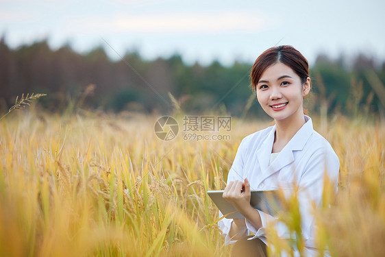 农业科技专家稻田里研究水稻图片