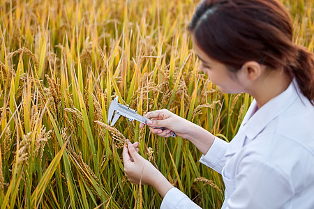 农业科技专家稻田里研究水稻特写图片