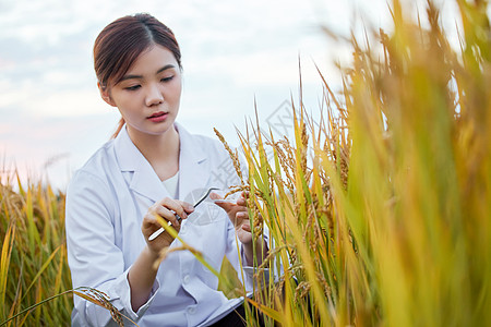农业科技女专家研究水稻形象图片