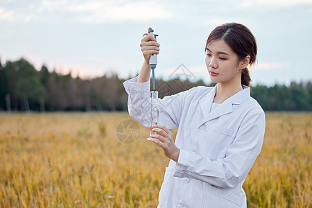 农业专家女研究员稻田里研究水稻图片