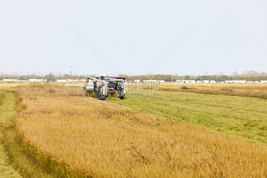 秋季收割机收水稻图片