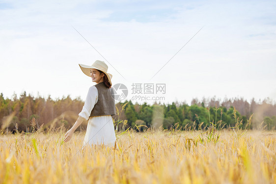 秋季在稻田间散步的女性图片