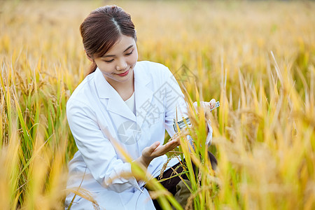 科研人员在稻田里研究水稻图片
