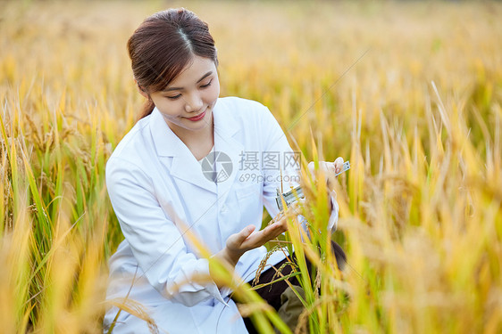 科研人员在稻田里研究水稻图片