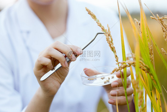 科研人员稻田里研究水稻特写图片