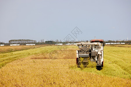 秋季收割机收割水稻图片