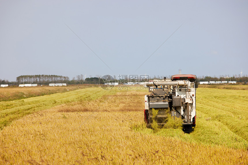 秋季收割机收割水稻图片