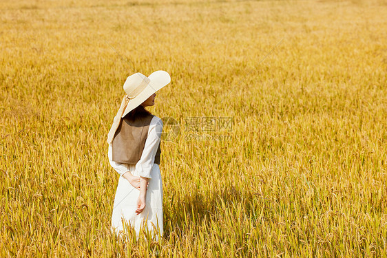 秋季在稻田散步的女性图片