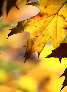 黄色秋天树叶背景的精美图像图片