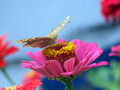 粉红色花朵上的大蝴蝶2图片