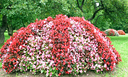 城市花园里盛开的花朵图片