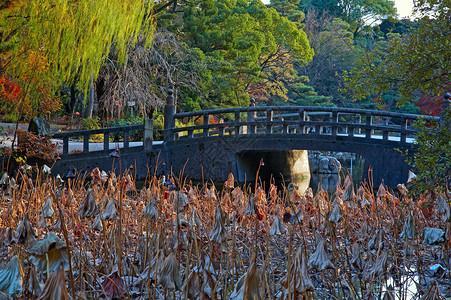 日本名古屋Zurumai公园杂草和图片