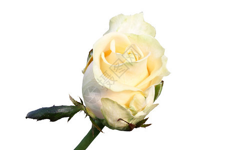 白玫瑰美丽的花蕾图片