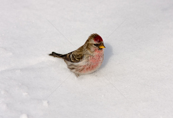 Redpoll在冬天的雪背景图片