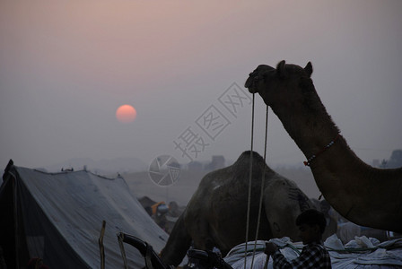 印度拉贾斯坦邦骆驼公平普什卡尔牲畜贸易图片