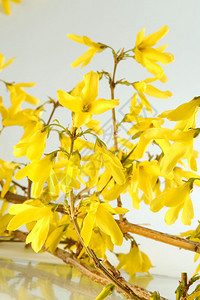 Forsythias那里有最好的春天植物图片