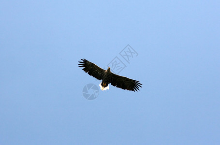 海参白尾鹰在蓝天的衬托下飞行背景
