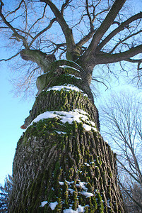 在深蓝天的冬天树冠图片