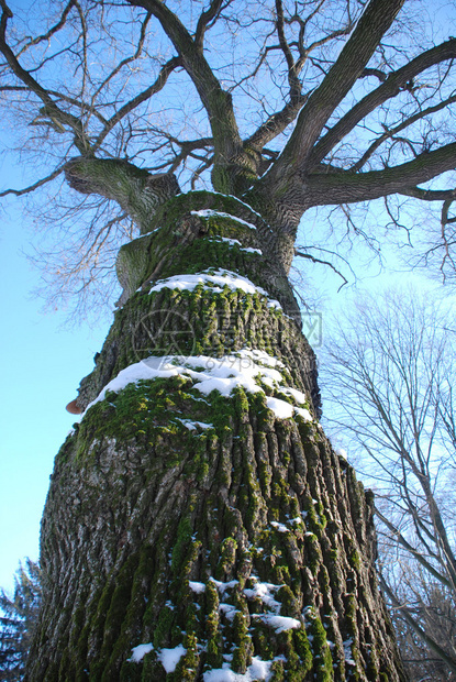 在深蓝天的冬天树冠图片
