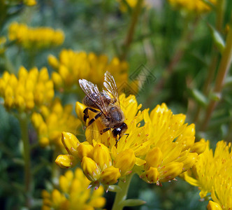 蜜蜂在黄色的花朵上图片