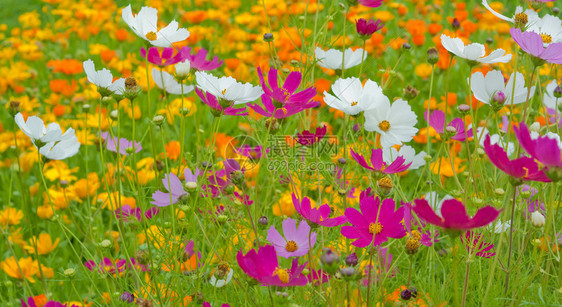 波斯菊花关闭在花背景图片