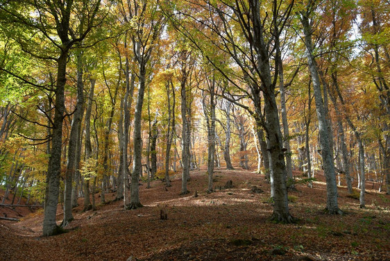 温暖的晴天的秋天森林图片