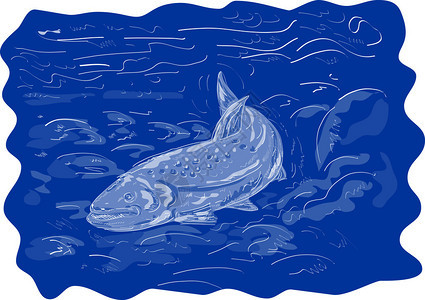 斑点鳟鱼的手绘插图图片