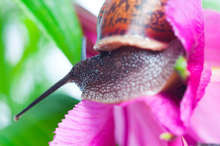 春天新鲜叶子上的蜗牛图片