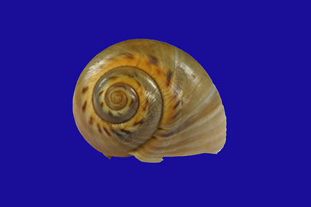蜗牛壳图片
