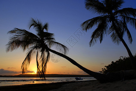 加勒比群岛棕榈树衰落图片