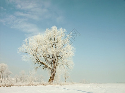 与文明相距甚远的冰霜树以太阳升起的颜色1图片