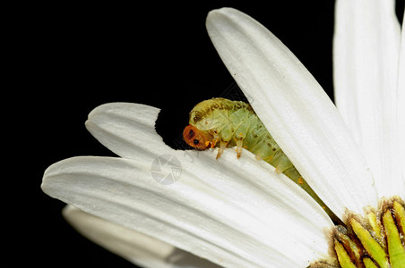 宏观吃雏菊花瓣的毛虫图片