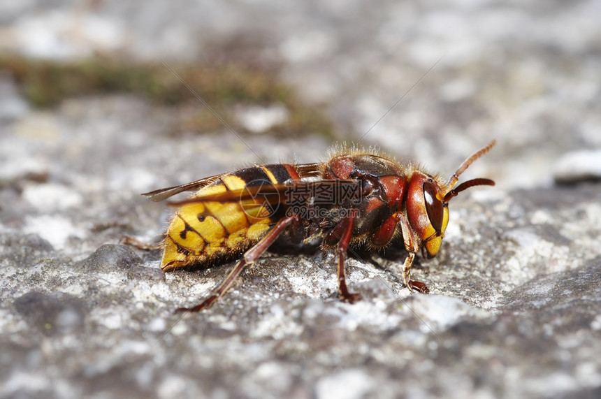 黄蜂vs掘金比赛免费观看