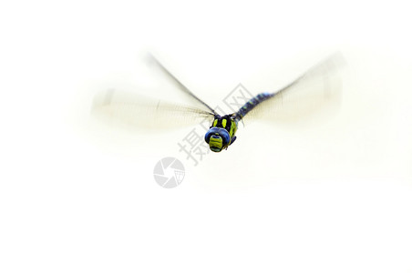 飞行少女苍蝇的细节特写图片