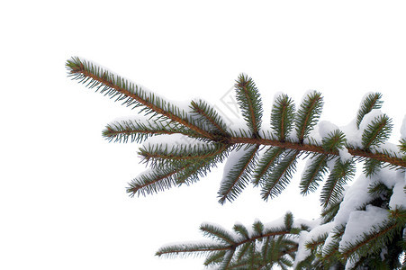 冬天被隔绝的白雪皑的云杉树枝细节图片
